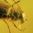 Fossil Beetle (Coleoptera) In Baltic Amber #45144-1